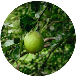 Grüne Zitrusfrucht an einem Zweig im natürlichen Umfeld.