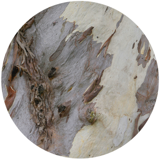 Nahaufnahme einer natürlichen Baumrindenstruktu.